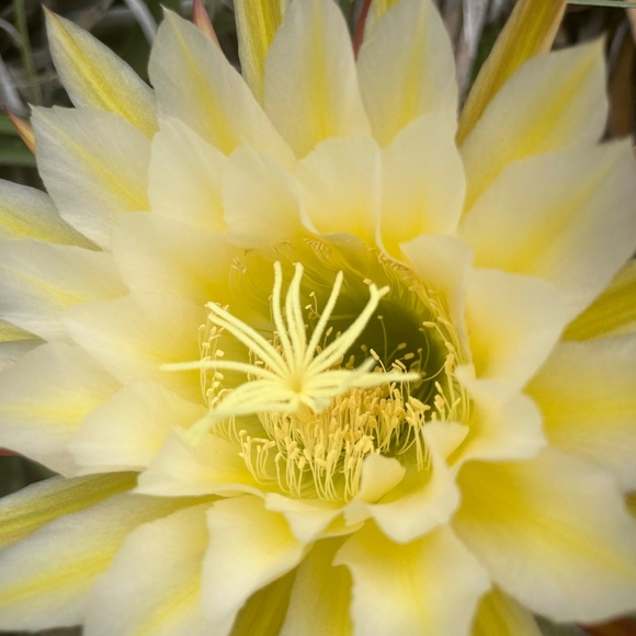 Meet your Posher, Alexis - Picture 1 of 1